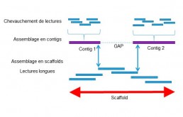 Fig1 : Reconstitution d'un génome de novo