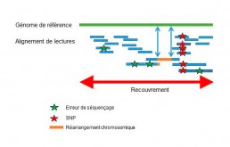 Fig2 : Reséquençage d’un génome pour la détection de variations génétiques