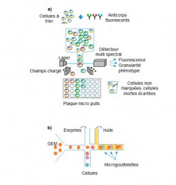 Fig1. a) FACS : les cellules étudiées sont marquées grâce à un anticorps portant un fluorochrome. Les cellules sont individualisées en gouttelettes qui passent devant un détecteur multi spectral pour identification et phénotypage, puis sont triées selon la charge qu’elles acquièrent au travers d’un champ électrique. b) Micro fluidique : système de micro canaux pour enfermer dans l’huile des microgouttelettes contenant une GEM, une cellule et tous les réactifs pour l’extraction et d’amplification des nucléotides.