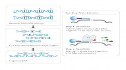 Fig1. Protocole Infinium d’Illumina sur Bead Array : Après amplification WGA (Whole Genome Amplification) et fragmentation, l’ADN est hybridé à des sondes (fixées à des billes) caractéristiques pour chacune des variations génétiques interrogées. Une étape d’extension d’un nucléotide marqué confère la spécificité allélique. Le génotypage s’effectue en utilisant le logiciel GenomeStudio qui détermine le génotype pour un variant donné en fonction du ratio des couleurs détectées.