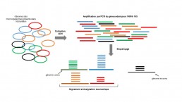 Fig1. Métagénomique ciblée sur le gène codant l’ARNr 16S