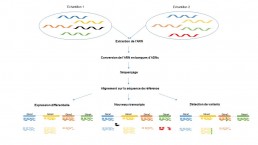 Fig1. Principe général séquençage de l’ARN