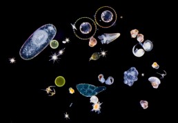 Photo plankton