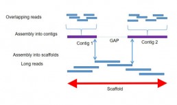 Fig1 : de novo reconstruction of a genome