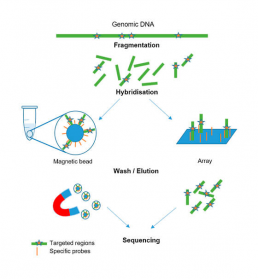 Fig2 : Sequencing by enrichment of DNA fragments of interest