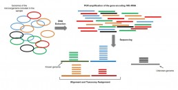 Fig1. Metagenomics targeted on the gene encoding 16S rRNA