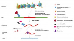 Fig1. The different regulation points of gene expression