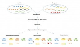 Fig1. General principle of RNA sequencing